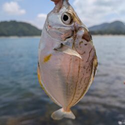 キスの当たり激減